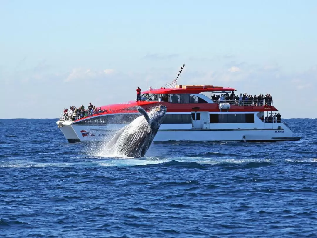 Humpback whale surfacing in open ocean